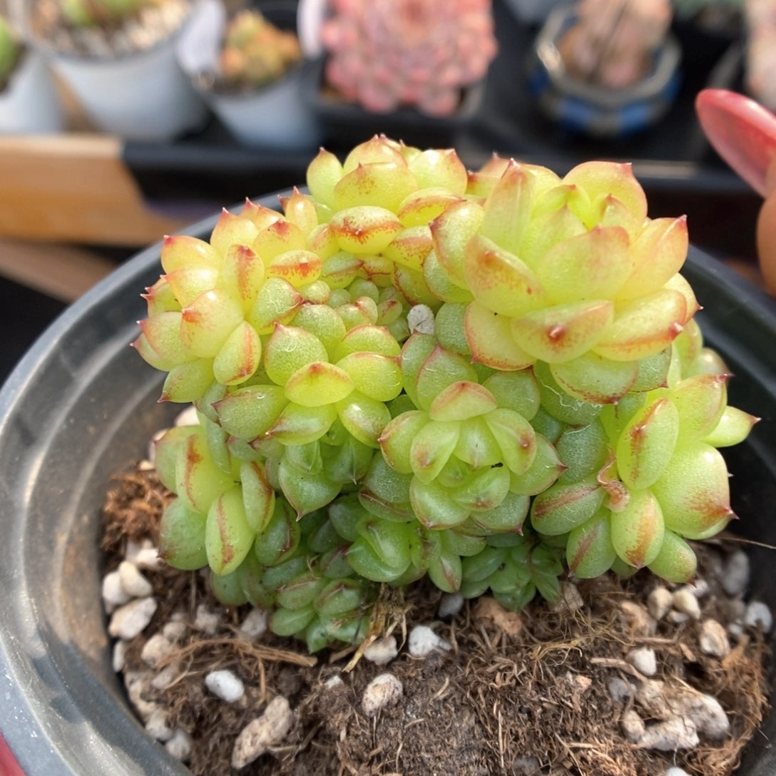 灯泡珍妮自然群可拍524号