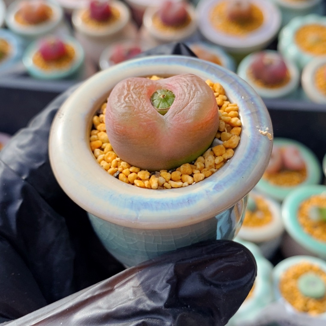 4878-一物一拍 带盆