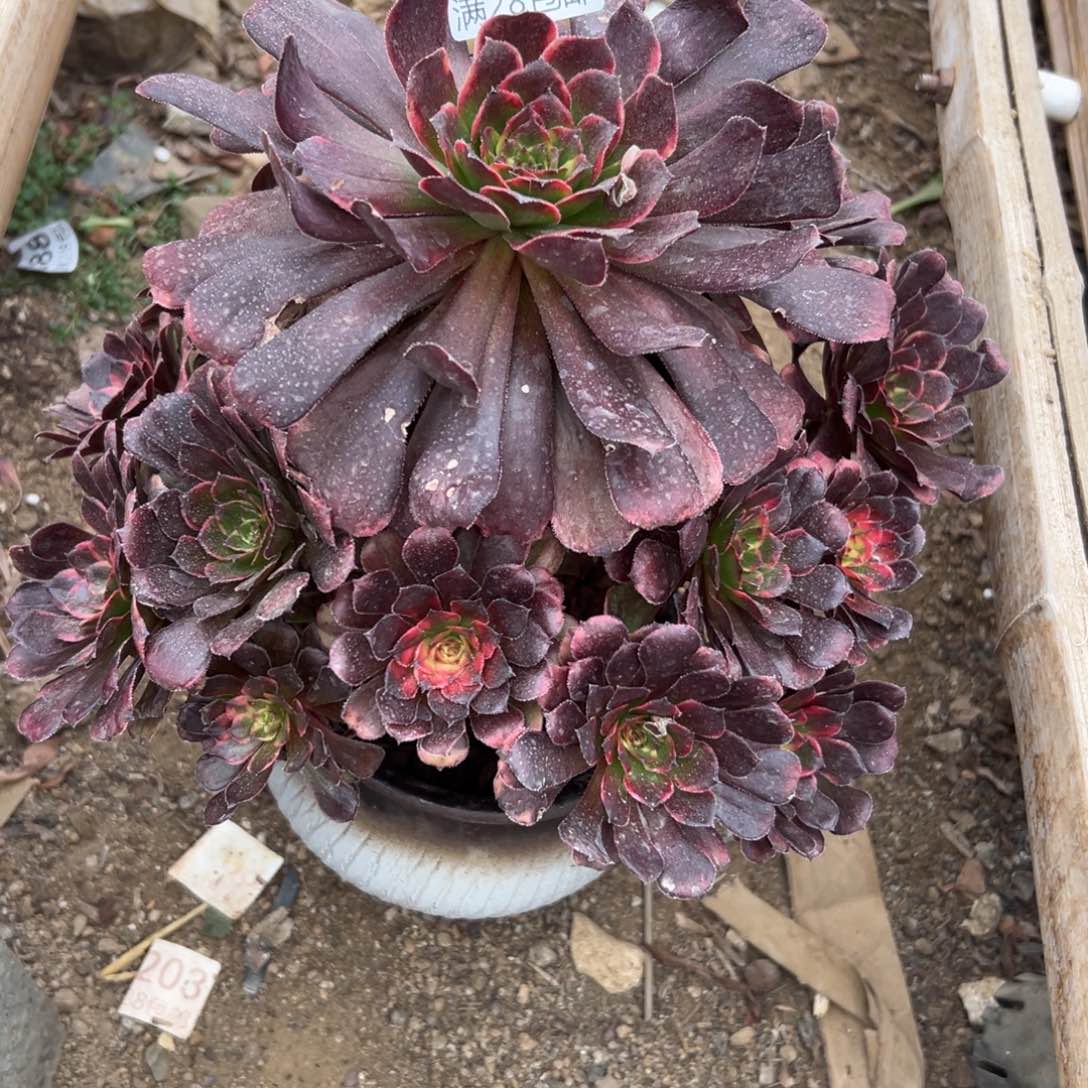 913多肉  黑金刚    