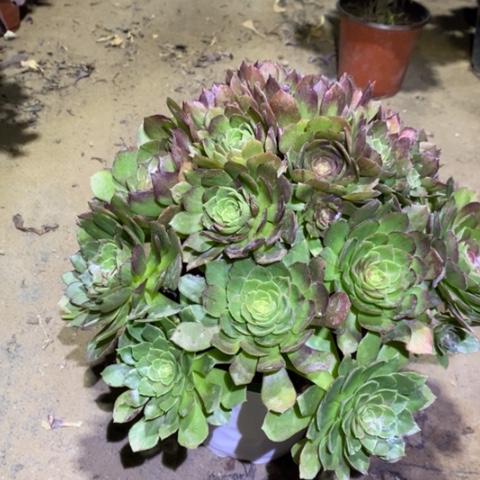 万黄多肉植物051