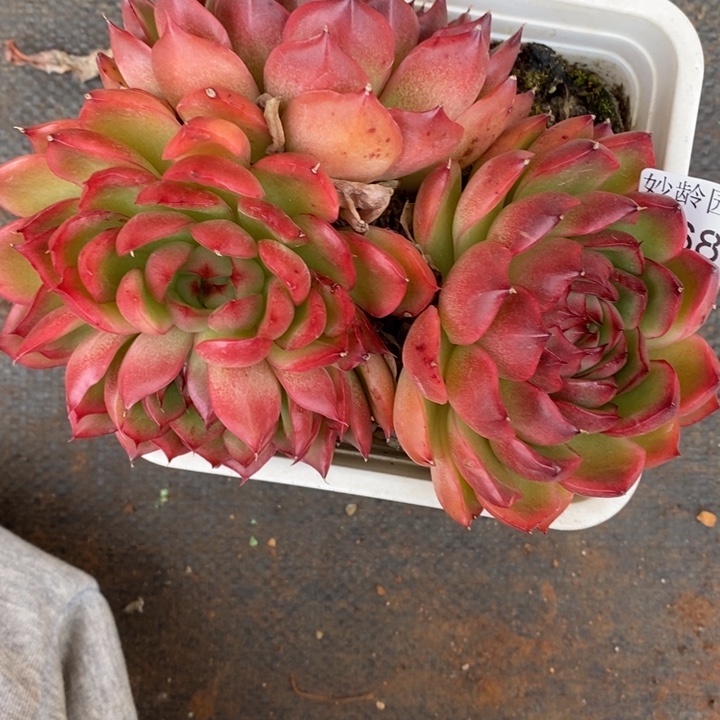 念***念1687杂交老桩基地～14厘米