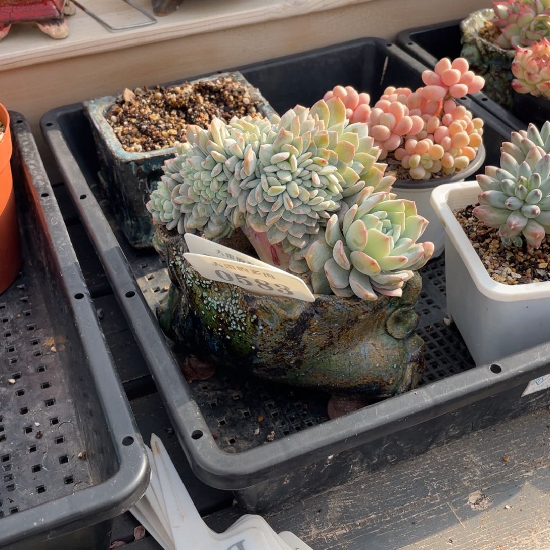 m**o0583盆盆盆盆盆盆盆盆