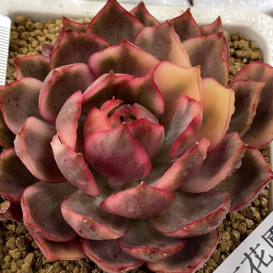 1021宝莲灯锦 小方花圃一物一拍