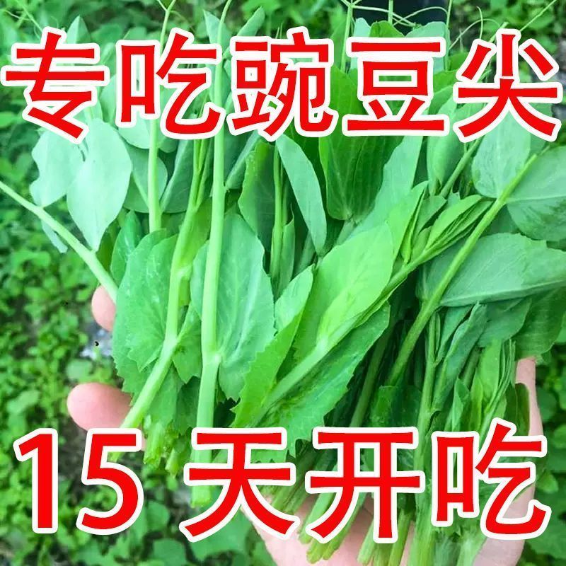 【直播特惠】大叶无须豌豆苗种子豌豆尖四季阳台盆栽蔬菜种子商品图