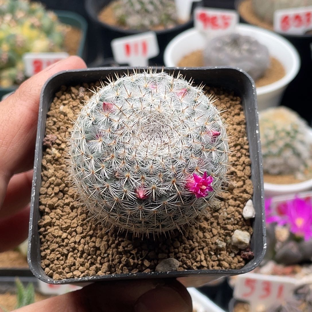 实生希望丸仙人球 包邮