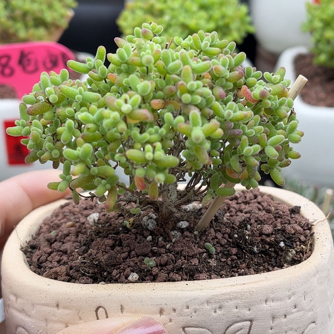 31蜜桔带盆优选枝干番杏