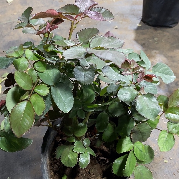 当前无花朵，栽培后可花朵帝王
