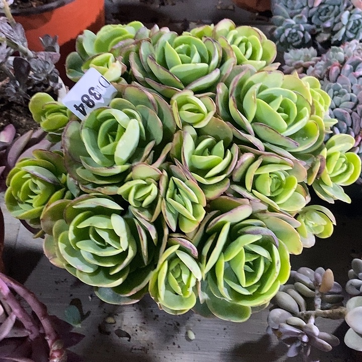 ꧁***꧂384碧桃多肉植物多肉