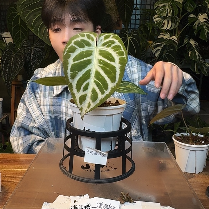 不开花植物J02银色闪光杂超级银