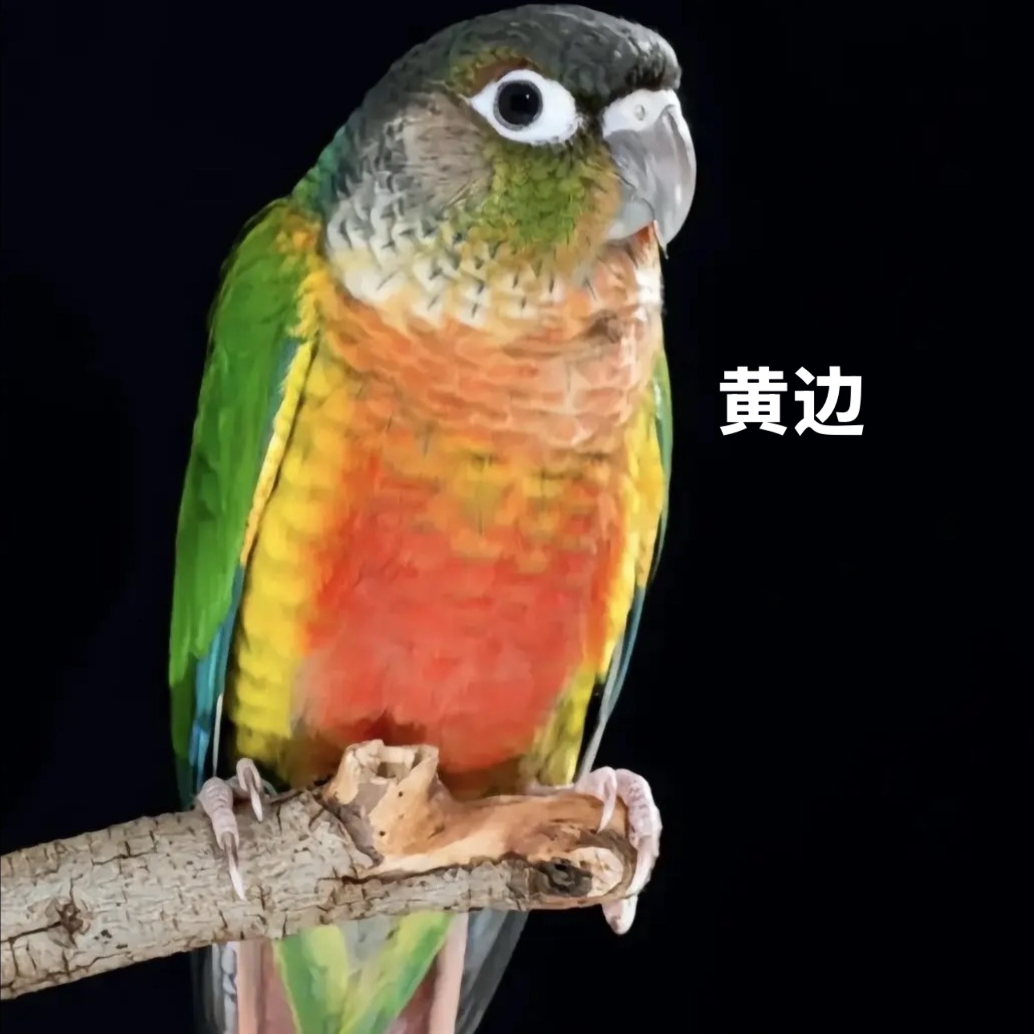 鹦鹉凤梨，肉桂，绿颊，黄边