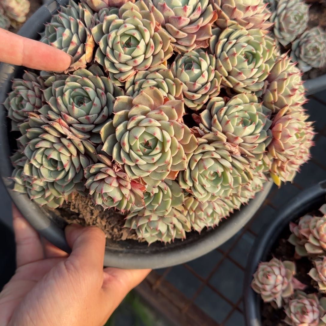 本吧蒂斯多肉植物