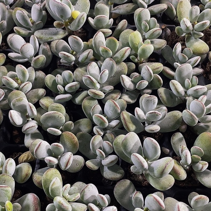 小乒乓1元带土发货