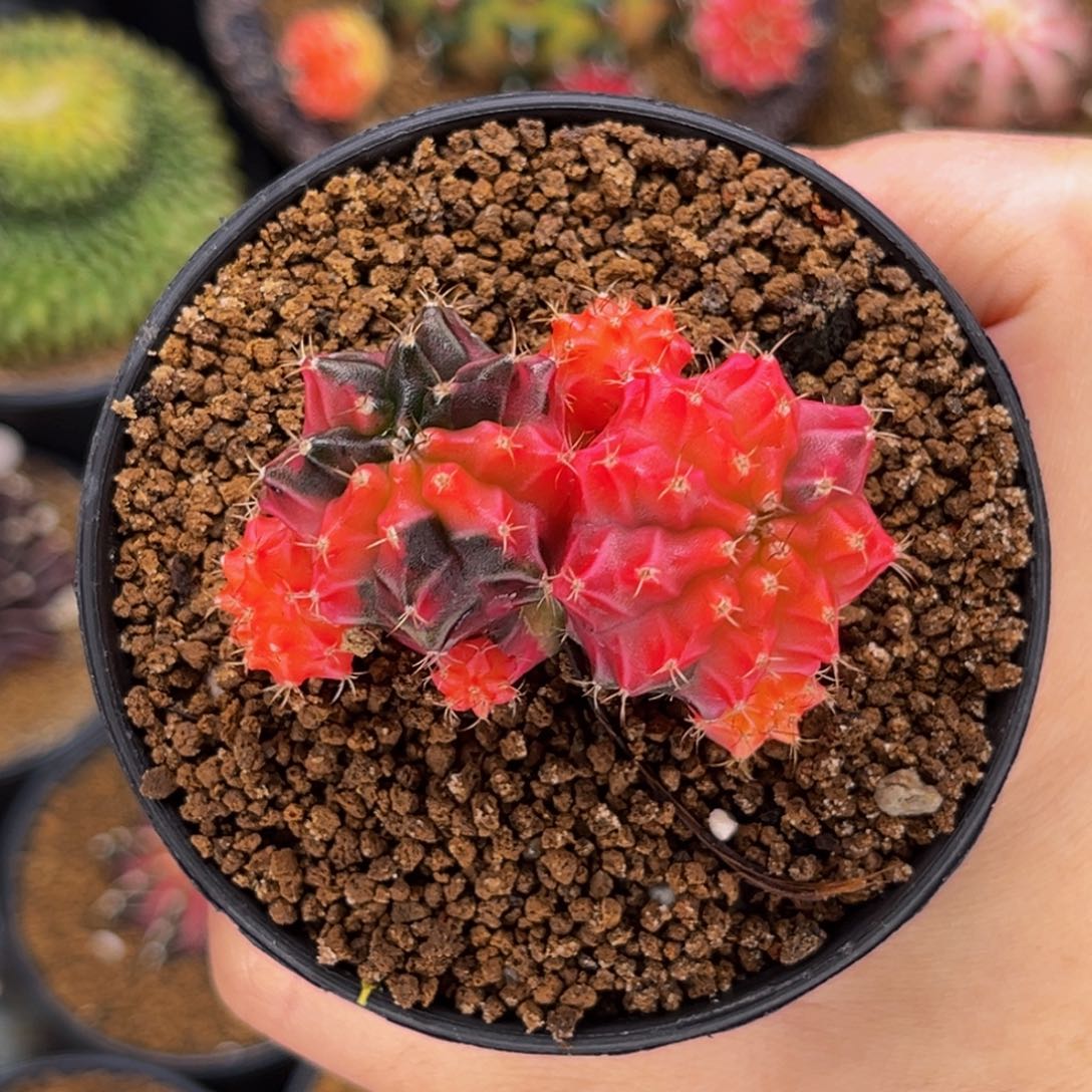 可爱多头 米哈仙人球