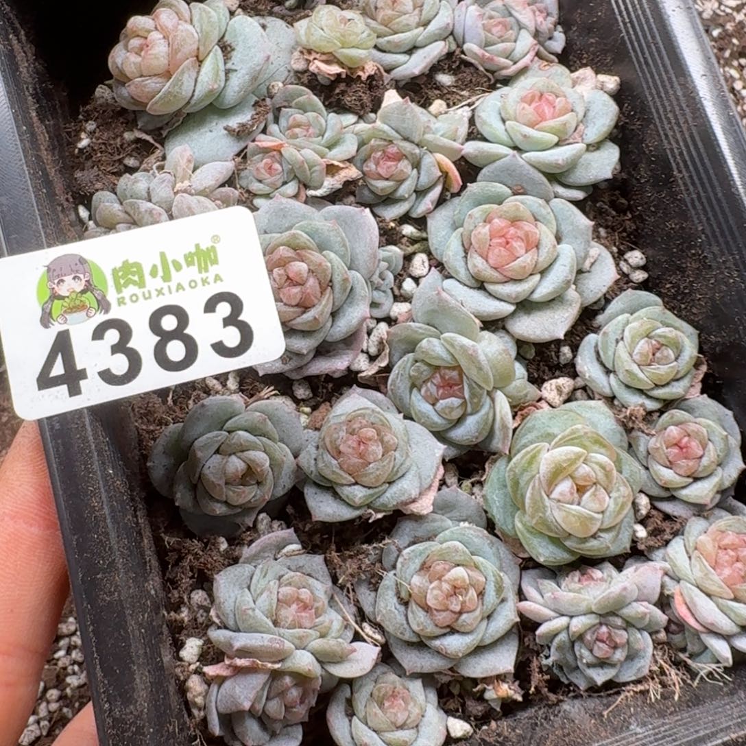 碳***丫多肉植物多肉植物