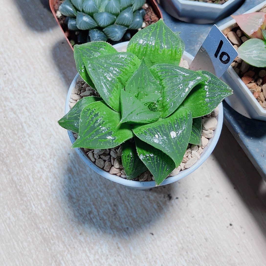 好看的肉肉特价处理的