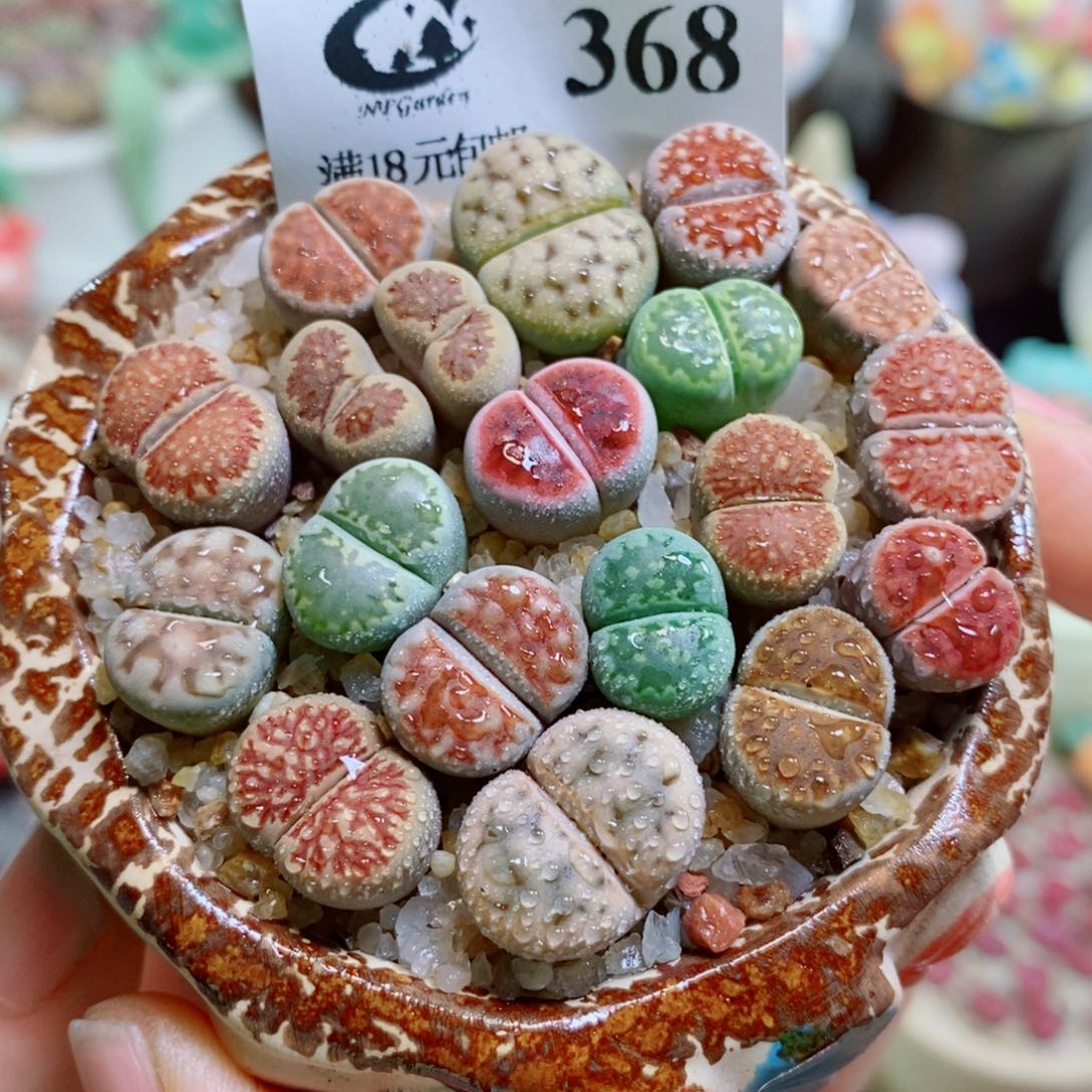 生石花花花哈哈哈哈哈哈368
