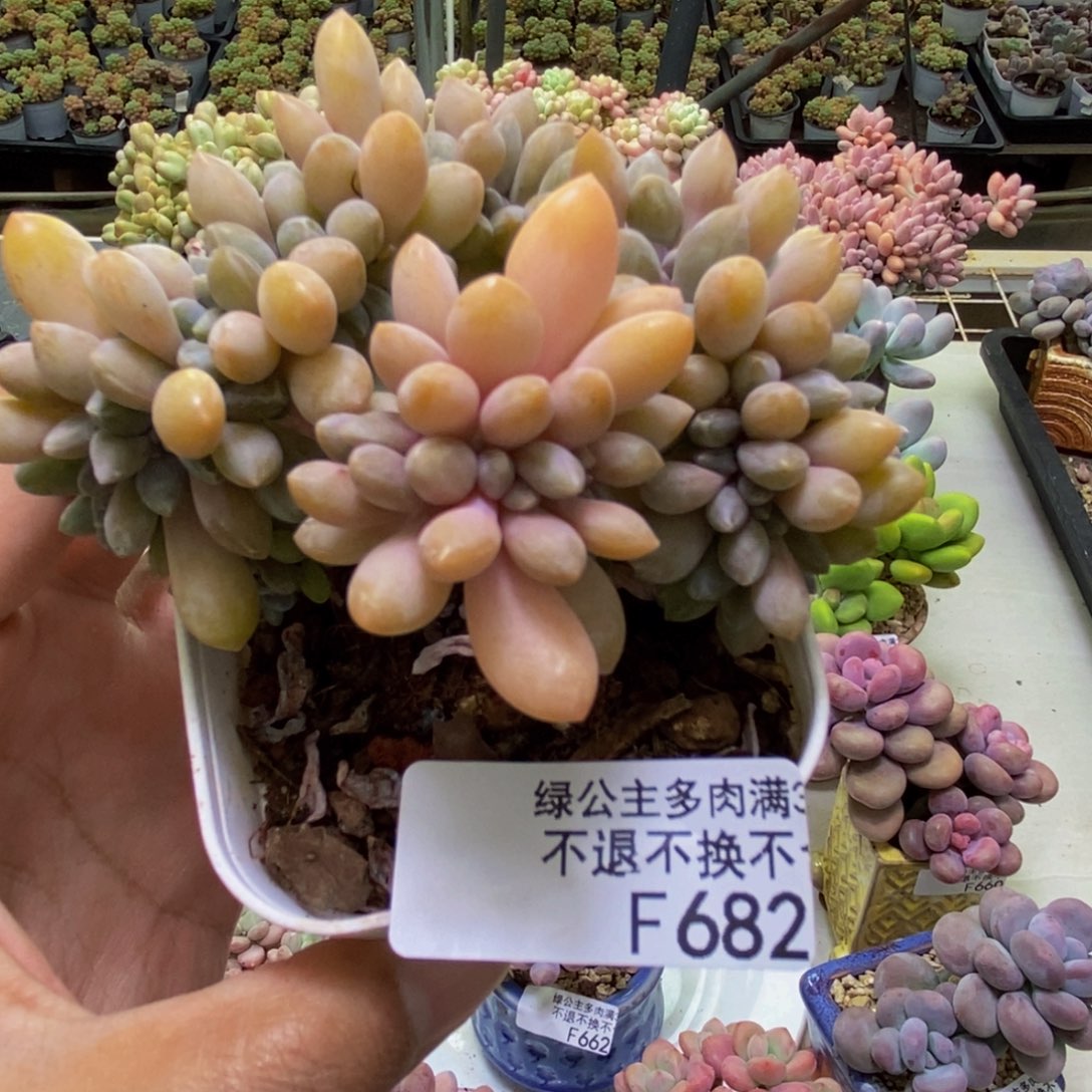 682屁桃奶酪缀多肉7cm