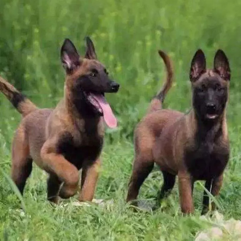 纯种比利时马犬活体幼犬狗狗爆红马犬宠物犬宠物狗工作犬幼崽