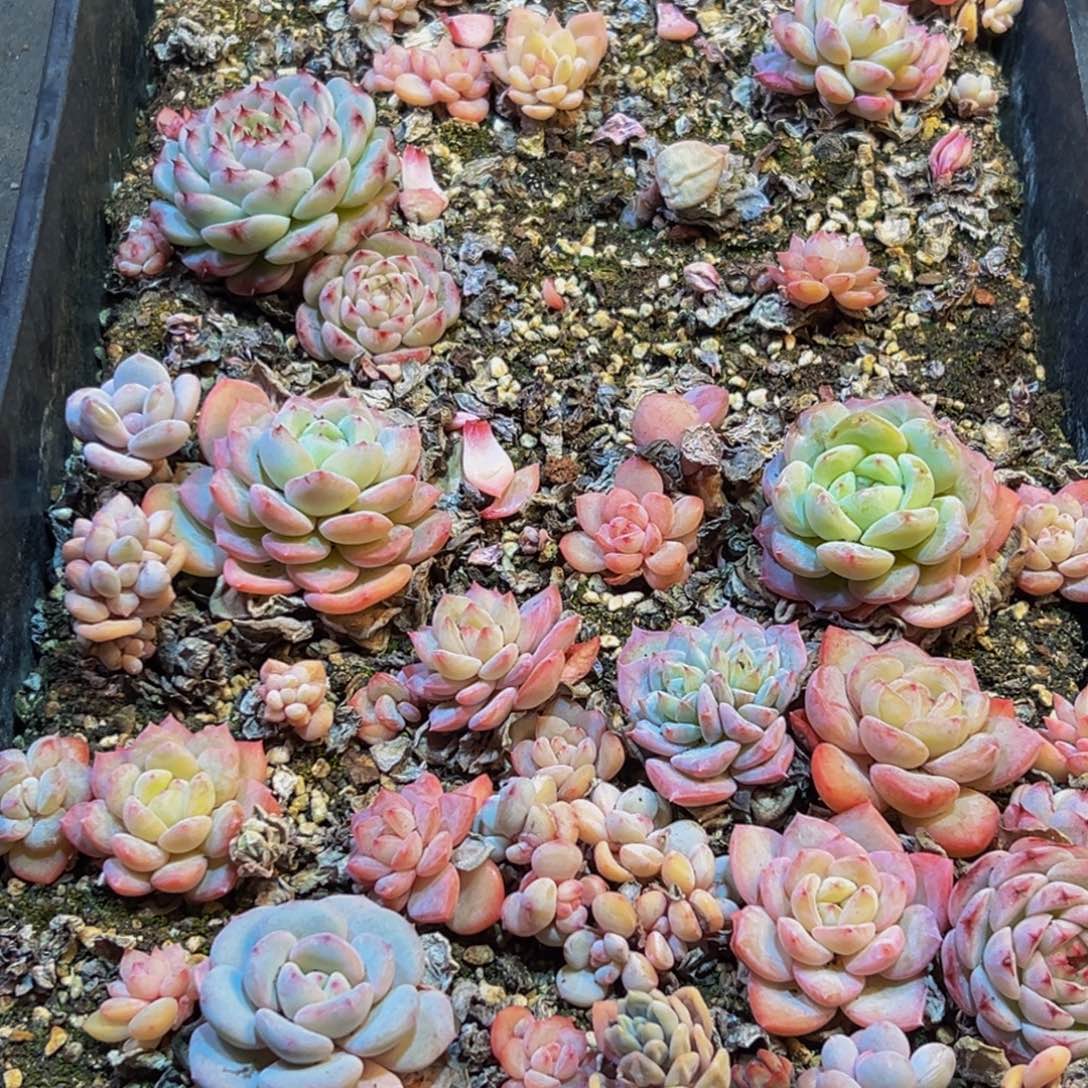 107脱土发货脱土发货