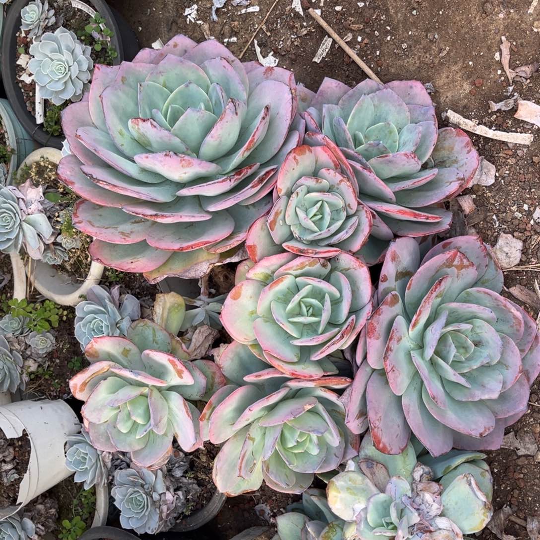 当前无花朵，栽培后可花朵