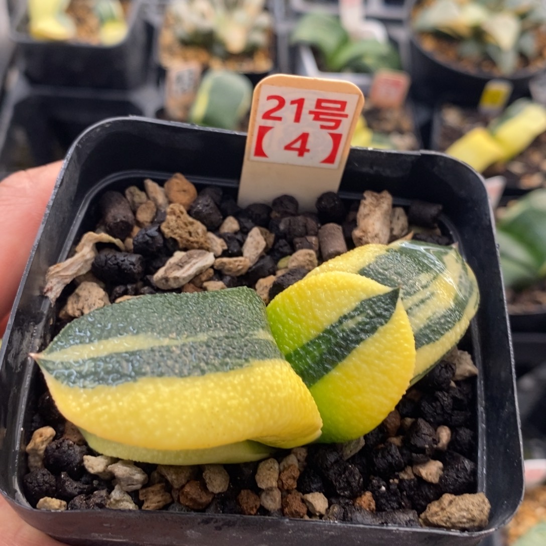 不开花植物214蜗牛