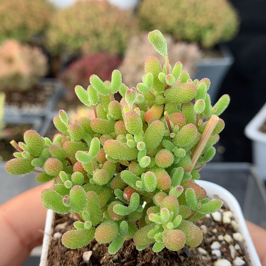 424蜜橘。         