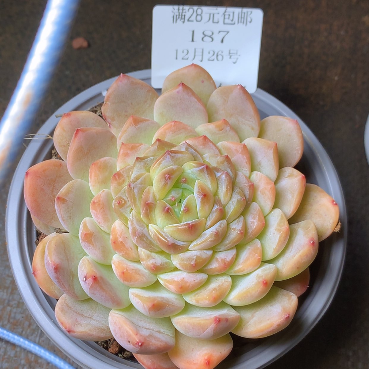 【闪购商品】云187号冰魄8厘米