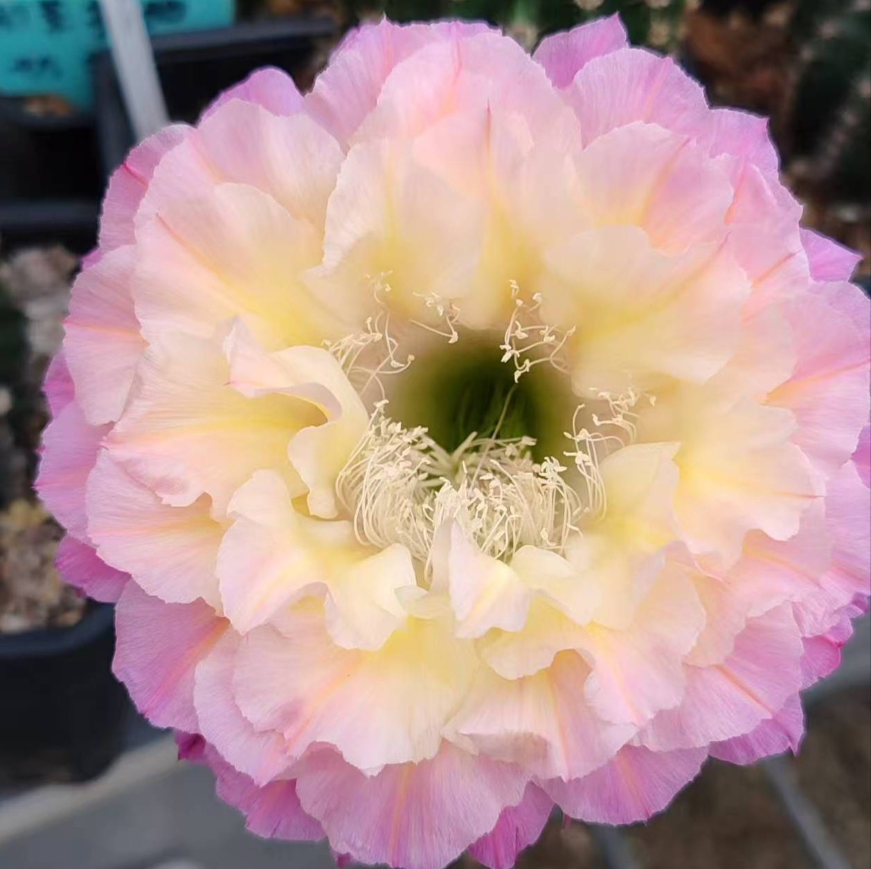 开花仙人球 彩草马丙 无根侧芽 两单包邮