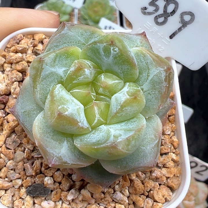 589号粉钻 晗雨多肉