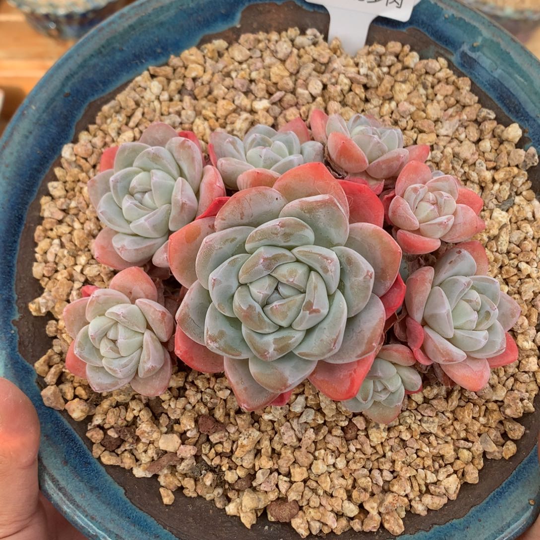 A0799 冰玉老桩 自然群 13.5cm