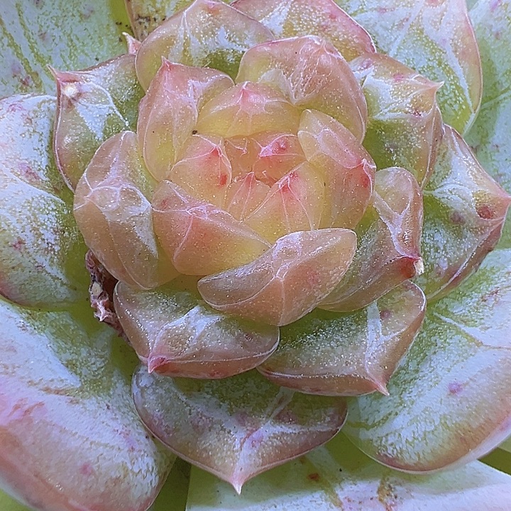 彩恋19包邮多肉植物