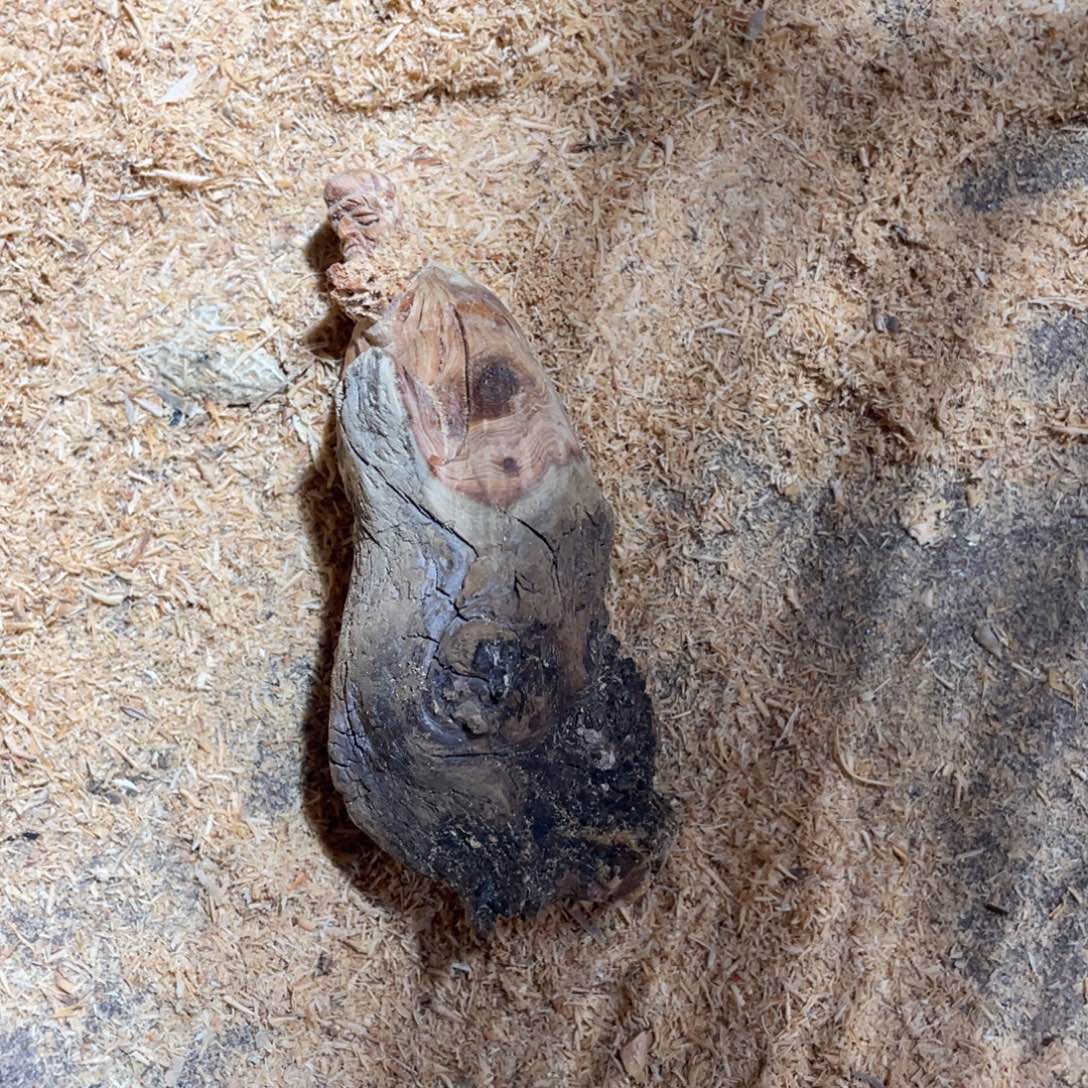 会***牛柏木（崖柏）23355335555