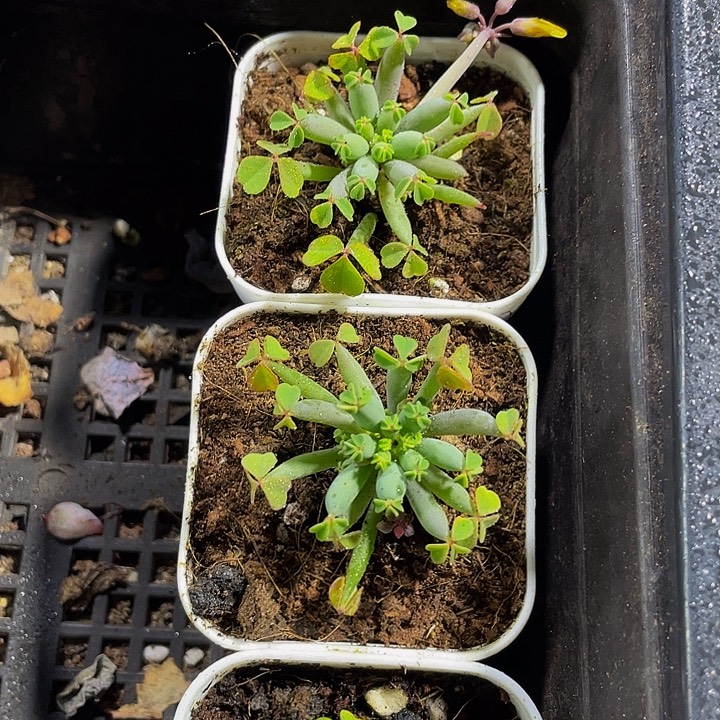 炸酱草带盆土发货