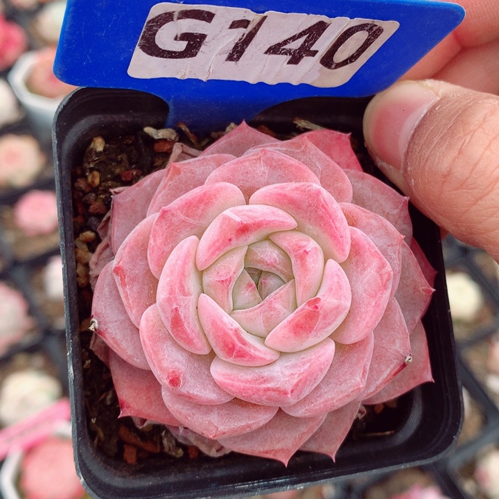 福利多肉植物6cm