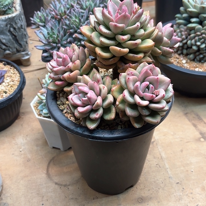 多肉植物，奶油鄂梨