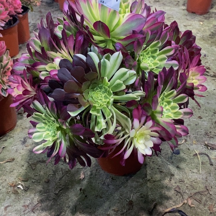 天河多肉植物407