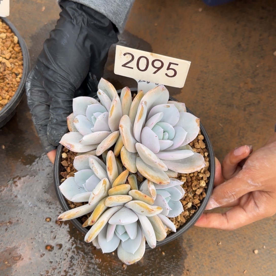 五头奶茶。   2095号。   