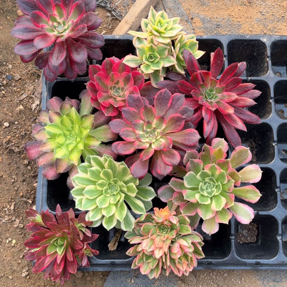 10棵不同品种法师，包邮