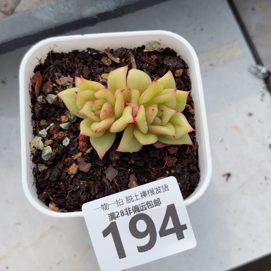 林肯玛利亚无盆土发货