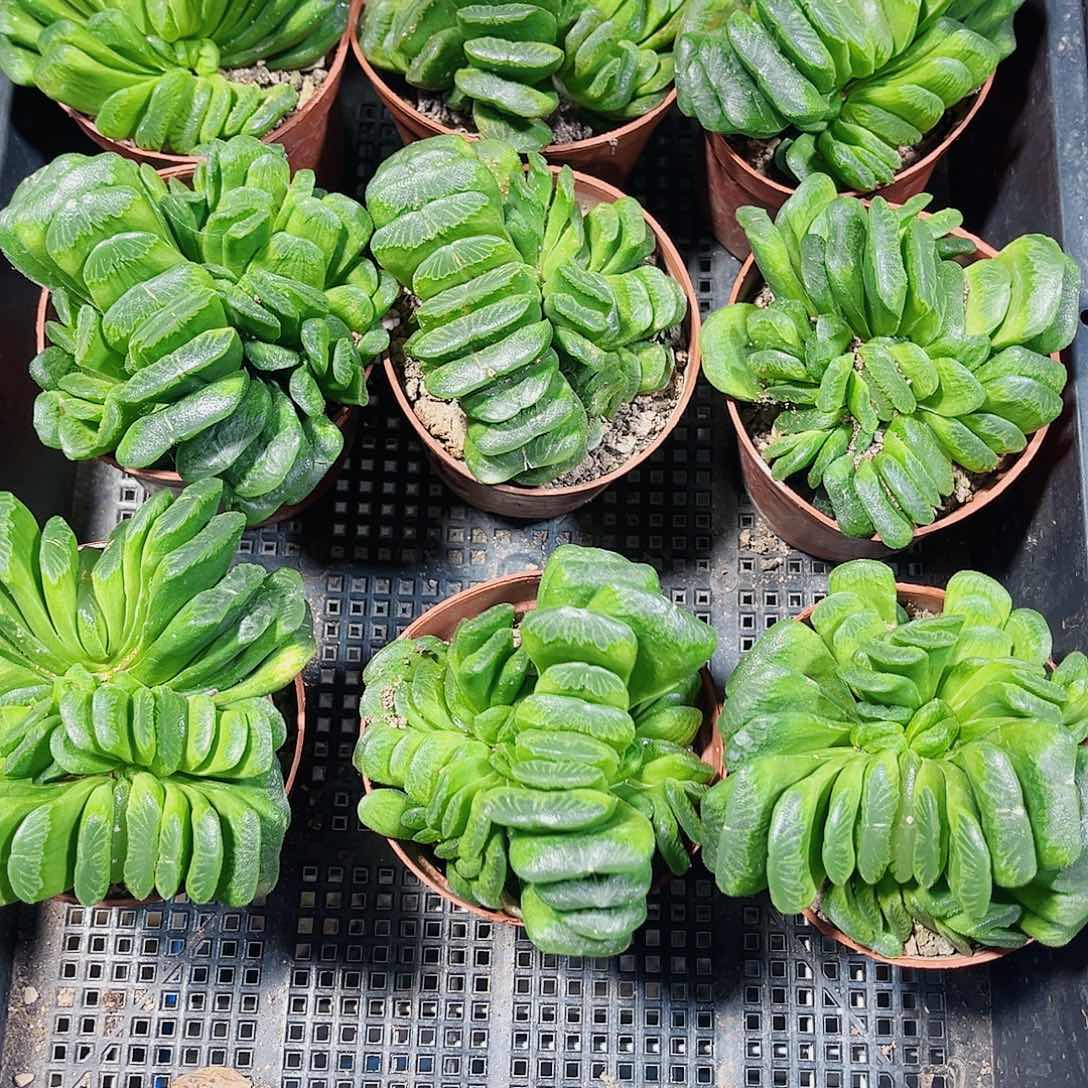 玉扇群生新手好养