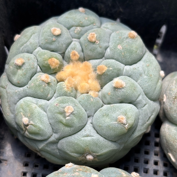 仙人球 有根 一物一拍 866