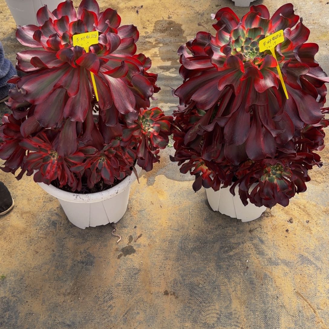 2颗红魔女888888888