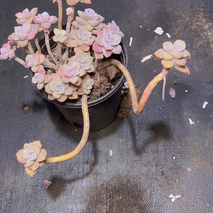 鱼**?不用急哈谢谢咯兄弟你也