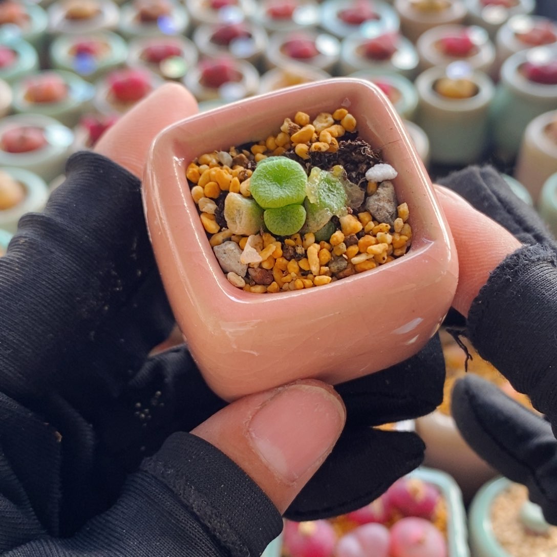 6219--一物一拍 带盆