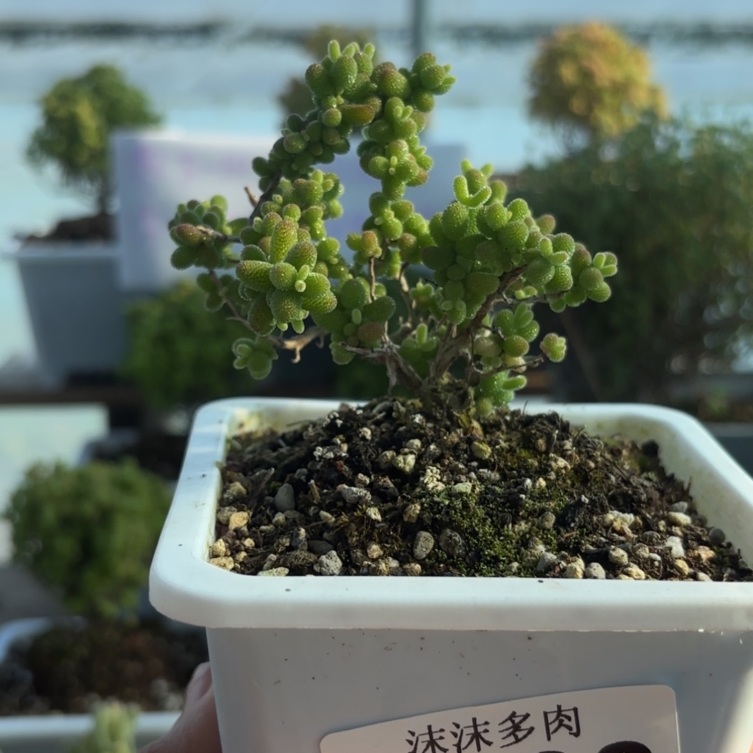 493金桔枝干福利哦