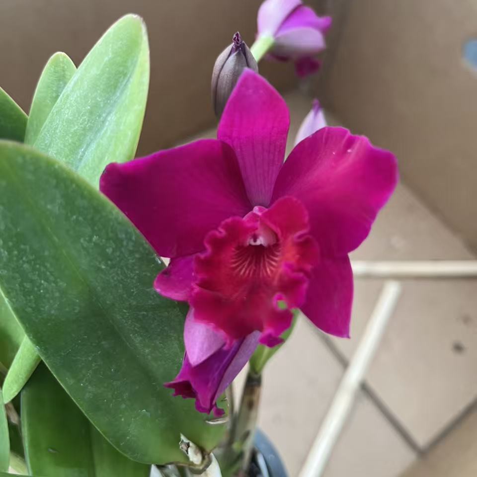 卡特兰红苹果  花漂亮  好养型