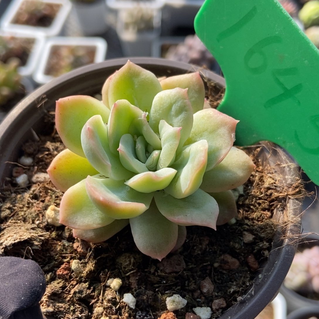1645泡泡纱多肉植物