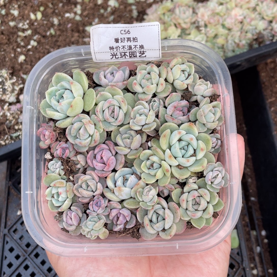 C56花生露黑体杂珍妮特价