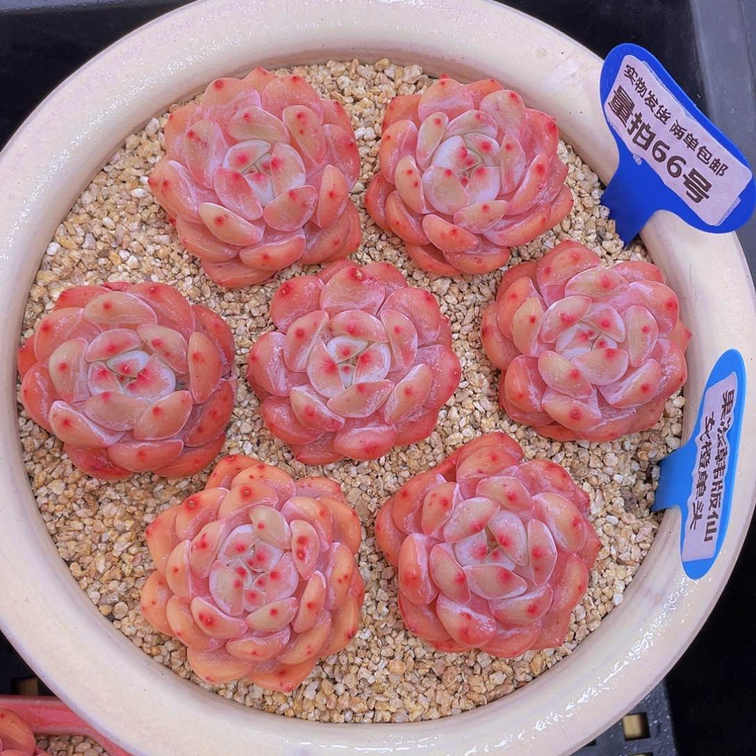 量拍66号 果冻韩版仙女橙单头7个