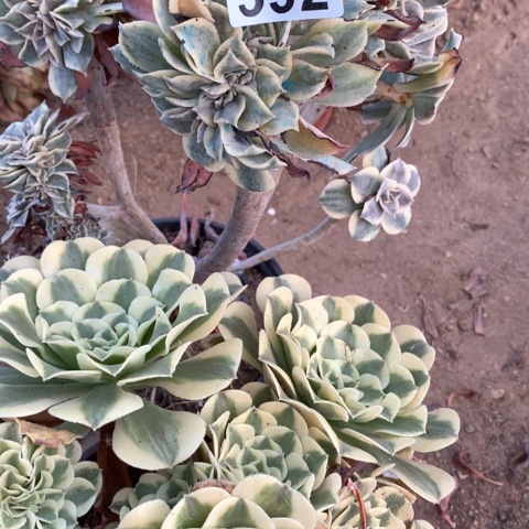 六豆沙灿烂缀化592